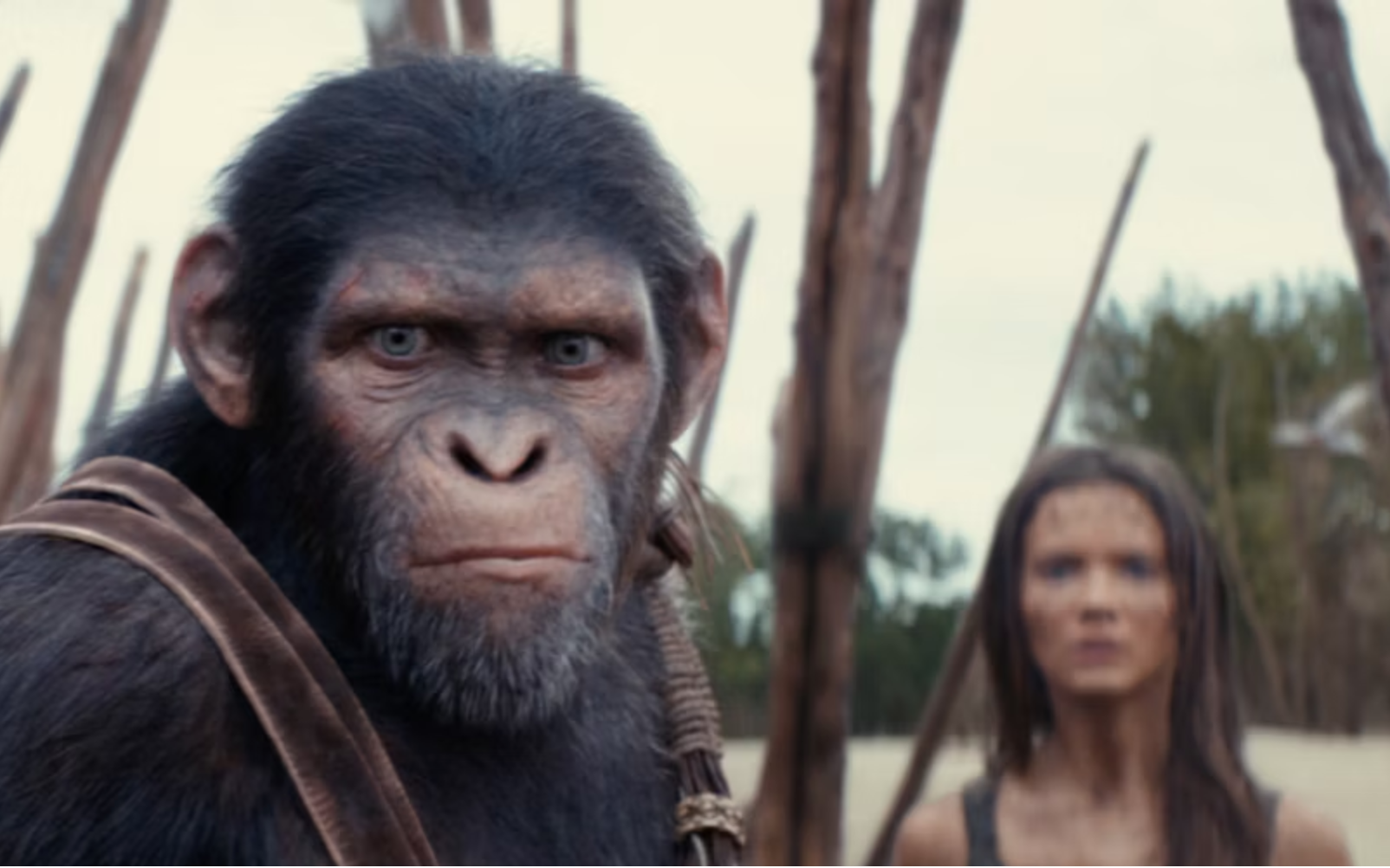 Kingdom of the planet of the apes